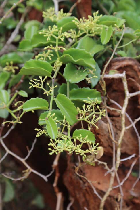 Cissus rotundifolia