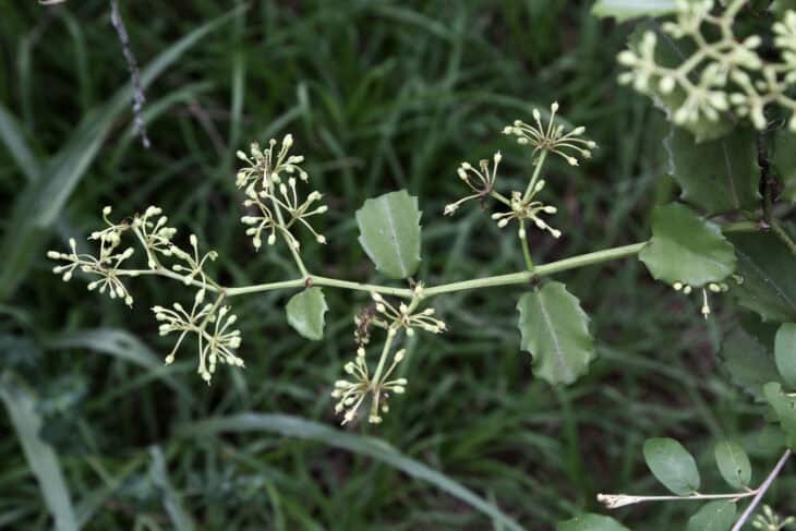 Cissus rotundifolia