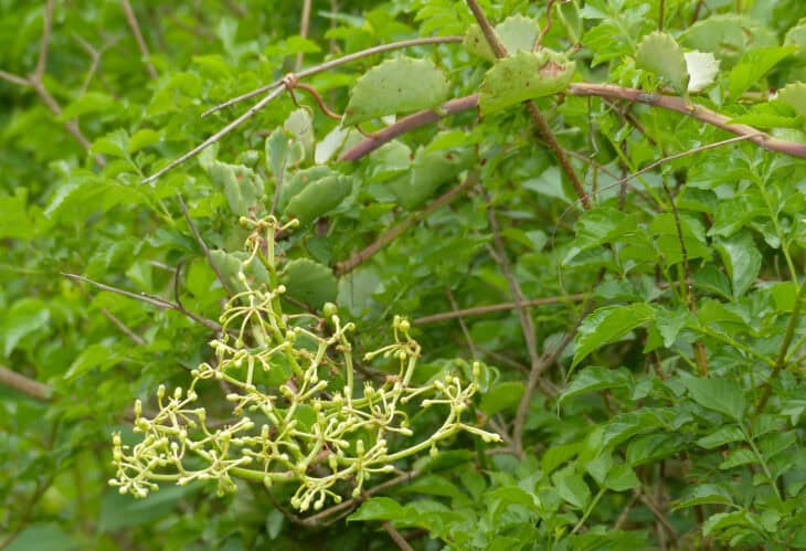 Cissus rotundifolia