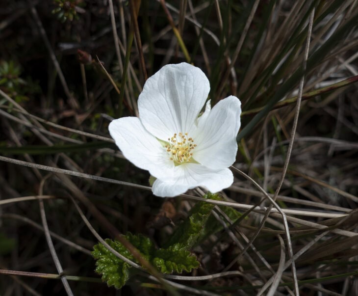 Cloudberry (Rubus chamaemorus)