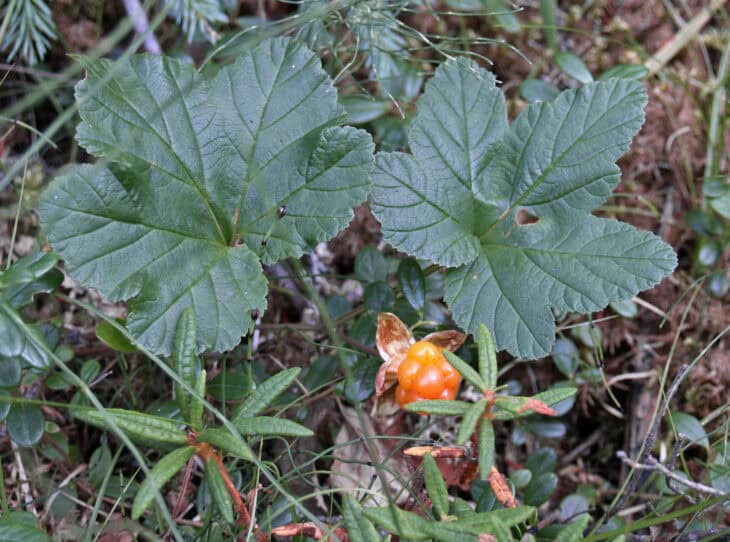 Cloudberry (Rubus chamaemorus)
