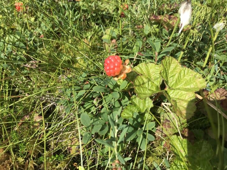 Cloudberry (Rubus chamaemorus)