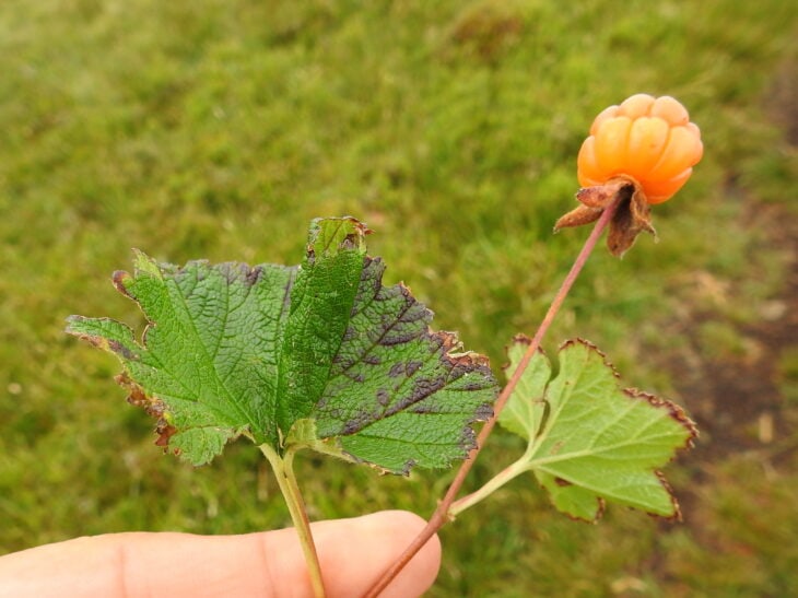 Cloudberry (Rubus chamaemorus)
