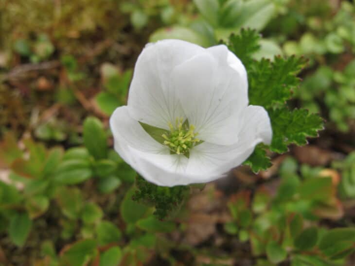 Cloudberry (Rubus chamaemorus)