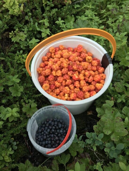 Cloudberry (Rubus chamaemorus)
