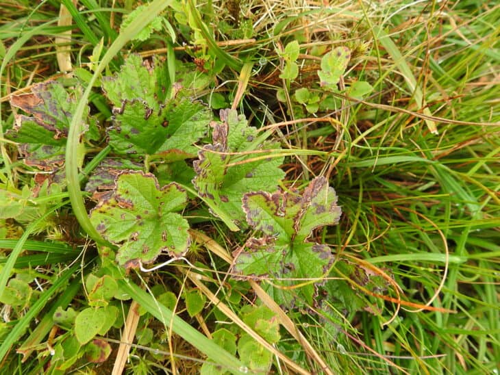 Cloudberry (Rubus chamaemorus)