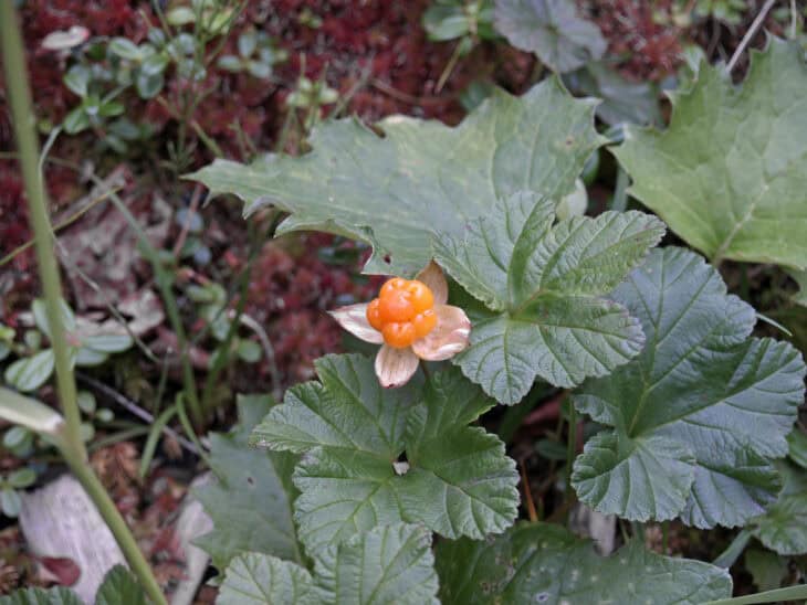 Cloudberry (Rubus chamaemorus)