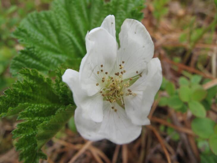Cloudberry (Rubus chamaemorus)