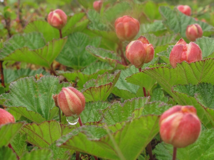 Cloudberry (Rubus chamaemorus)