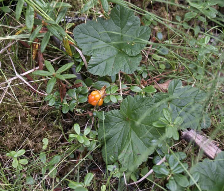 Cloudberry (Rubus chamaemorus)