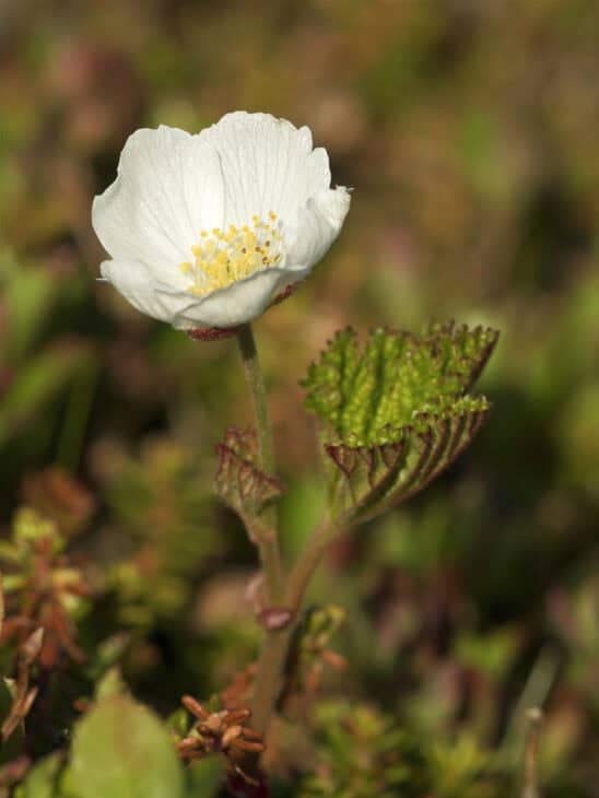Cloudberry (Rubus chamaemorus)