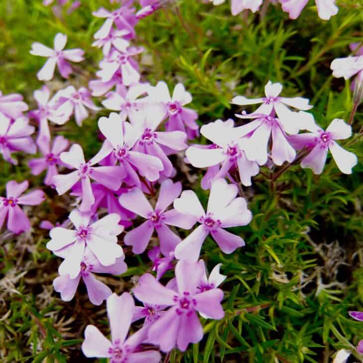 Creeping Phlox (Phlox subulata)