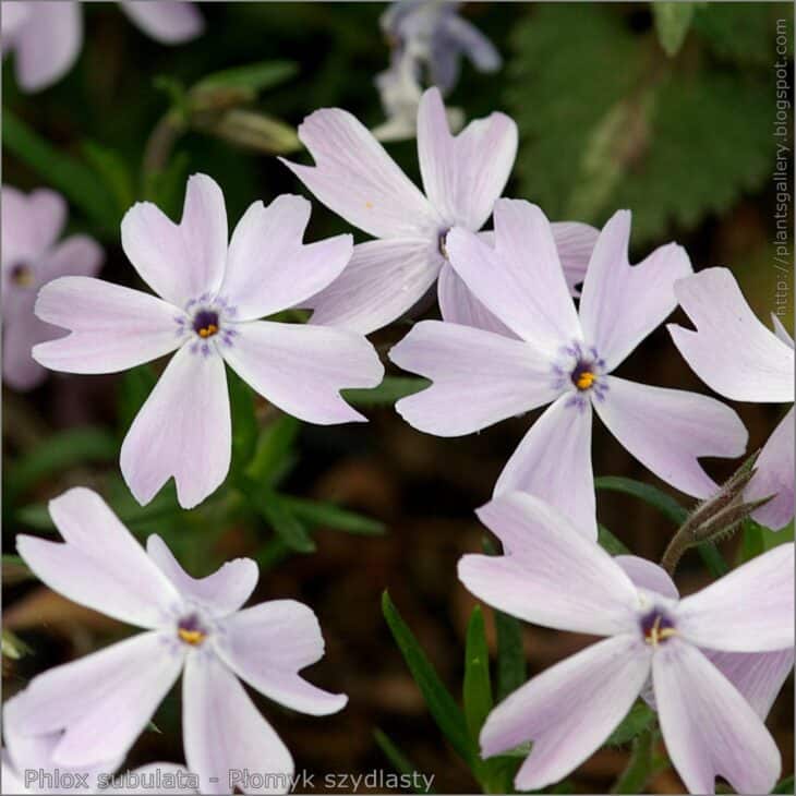 Creeping Phlox (Phlox subulata)
