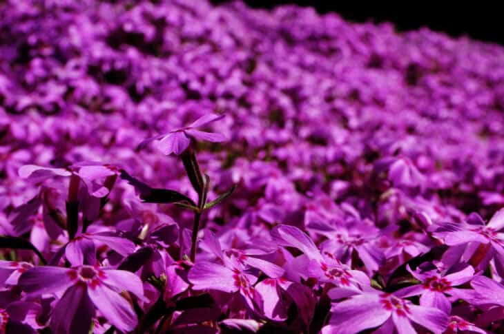 Creeping Phlox (Phlox subulata)