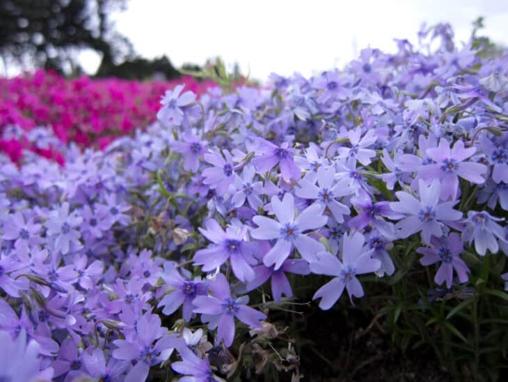 Creeping Phlox (Phlox subulata)