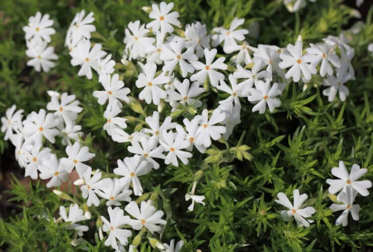 Creeping Phlox (Phlox subulata)