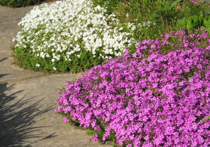 Creeping Phlox (Phlox subulata)