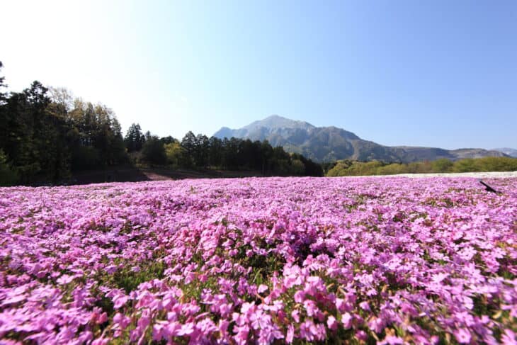 Creeping Phlox (Phlox subulata)