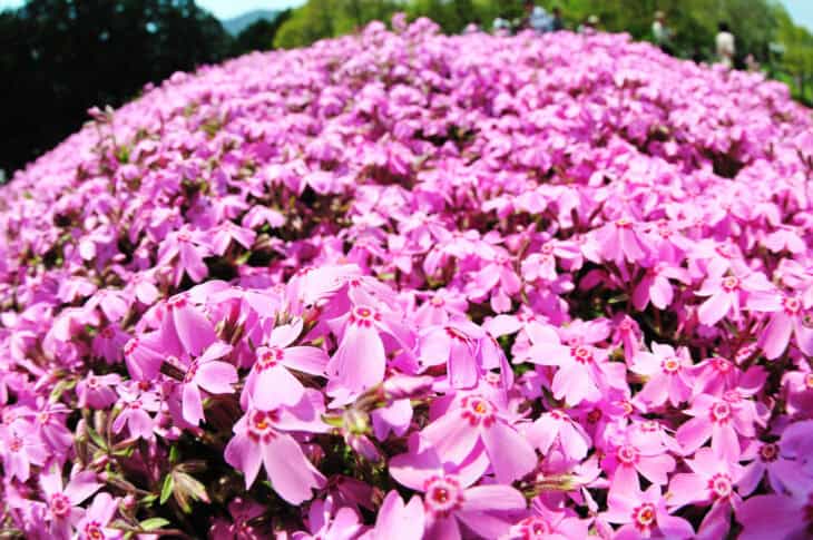 Creeping Phlox (Phlox subulata)
