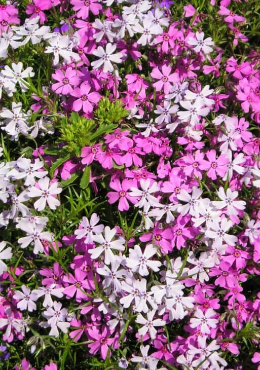 Creeping Phlox (Phlox subulata)