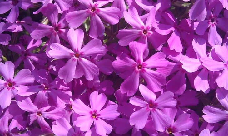 Creeping Phlox (Phlox subulata)
