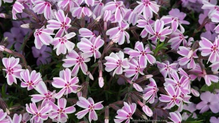 Creeping Phlox (Phlox subulata)