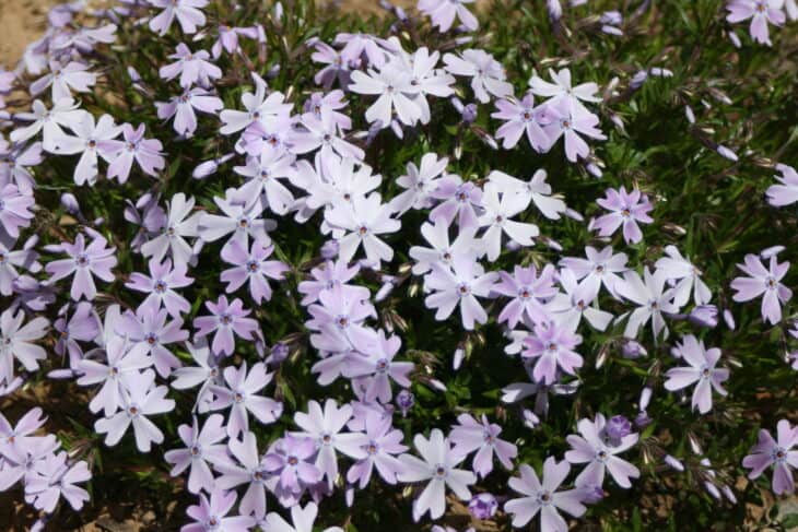 Creeping Phlox (Phlox subulata)