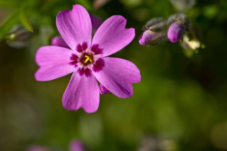 Creeping Phlox (Phlox subulata)