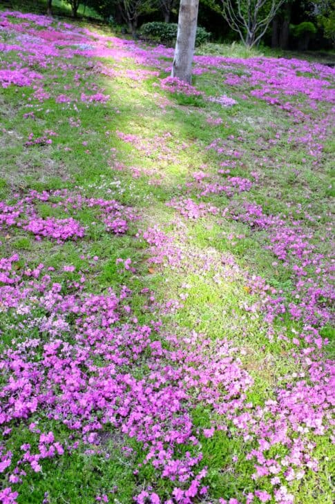 Creeping Phlox (Phlox subulata)