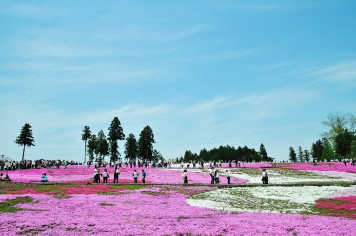 Creeping Phlox (Phlox subulata)