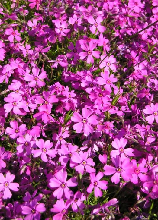 Creeping Phlox (Phlox subulata)