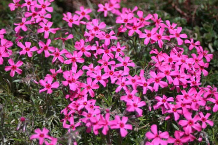 Creeping Phlox (Phlox subulata)