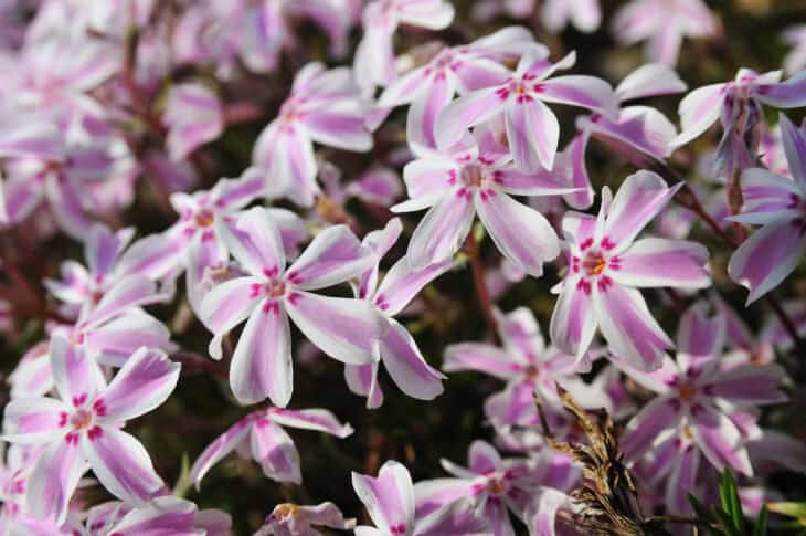 Creeping Phlox (Phlox subulata)