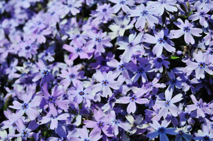 Creeping Phlox (Phlox subulata)