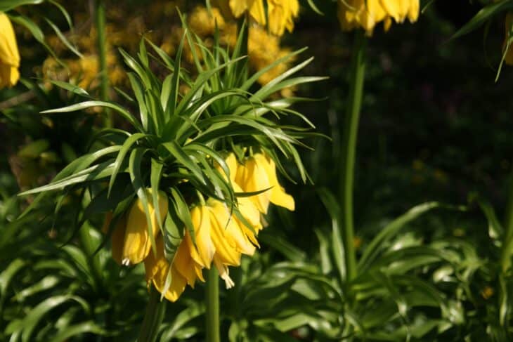 Crown Imperial (Fritillaria imperialis)