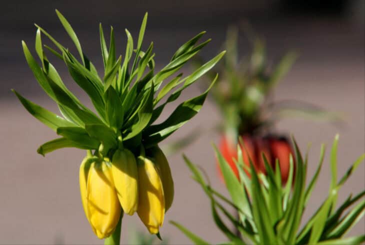 Crown Imperial (Fritillaria imperialis)