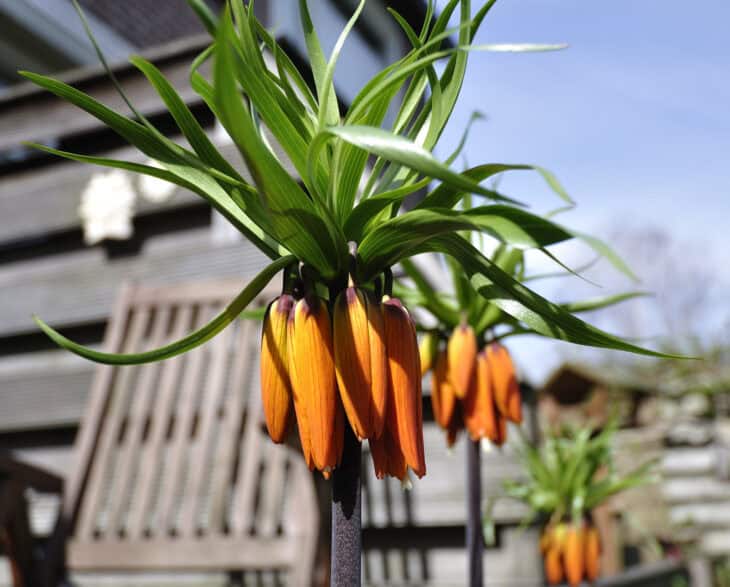 Crown Imperial (Fritillaria imperialis)