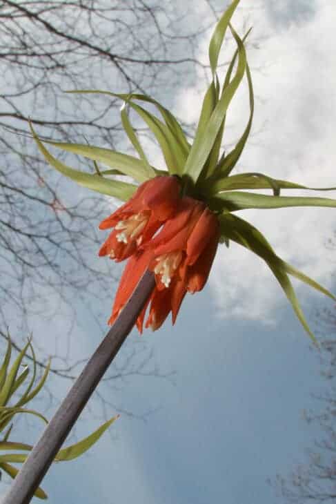 Crown Imperial (Fritillaria imperialis)
