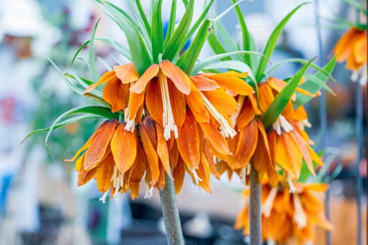 Crown Imperial (Fritillaria imperialis)