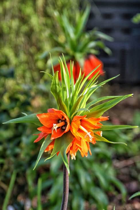 Crown Imperial (Fritillaria imperialis)