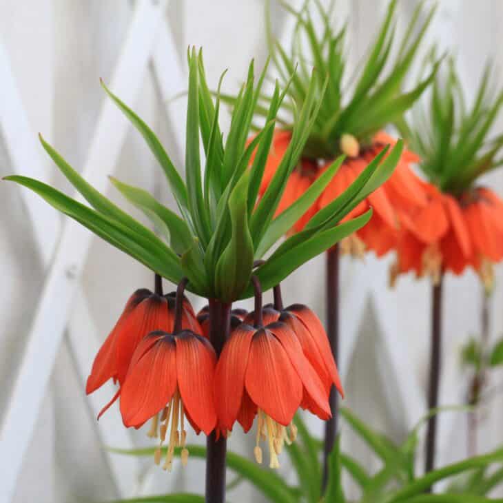 Crown Imperial (Fritillaria imperialis)