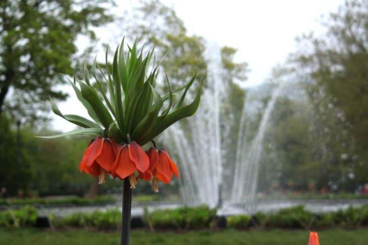 Crown Imperial (Fritillaria imperialis)