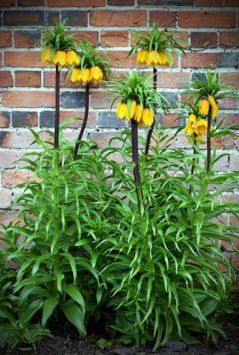 Crown Imperial (Fritillaria imperialis)