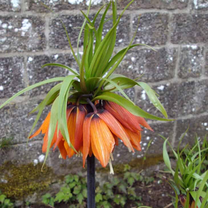 Crown Imperial (Fritillaria imperialis)