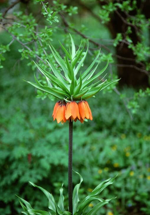 Crown Imperial (Fritillaria imperialis)