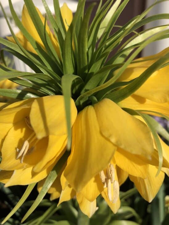 Crown Imperial (Fritillaria imperialis)