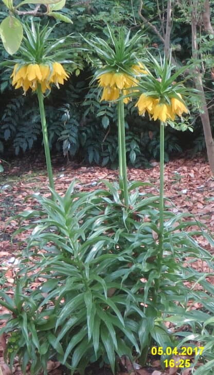 Crown Imperial (Fritillaria imperialis)