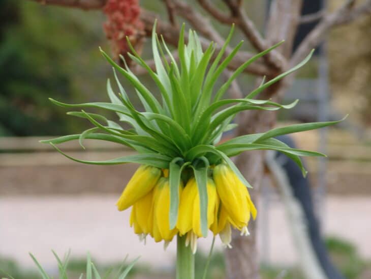 Crown Imperial (Fritillaria imperialis)