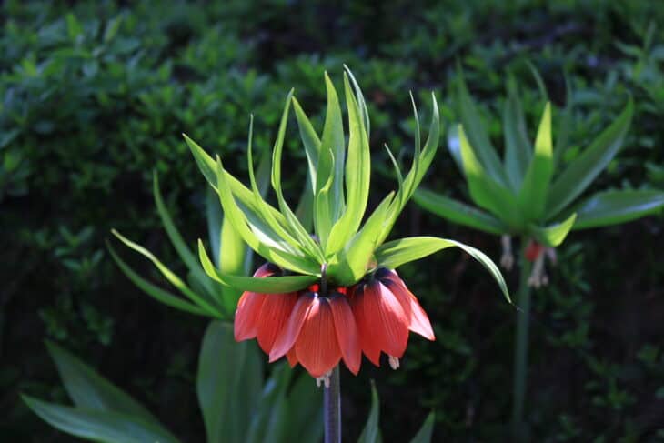 Crown Imperial (Fritillaria imperialis)
