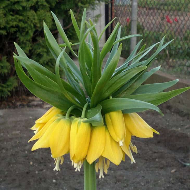 Crown Imperial (Fritillaria imperialis)